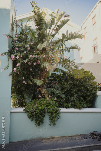 green bush with pink flowers photo