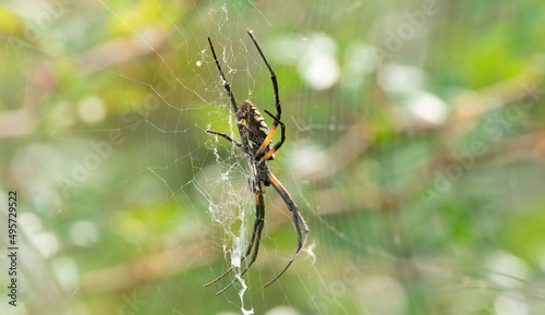 Closeup of the yellow garden spider on the cobweb. Argiope aurantia. photo