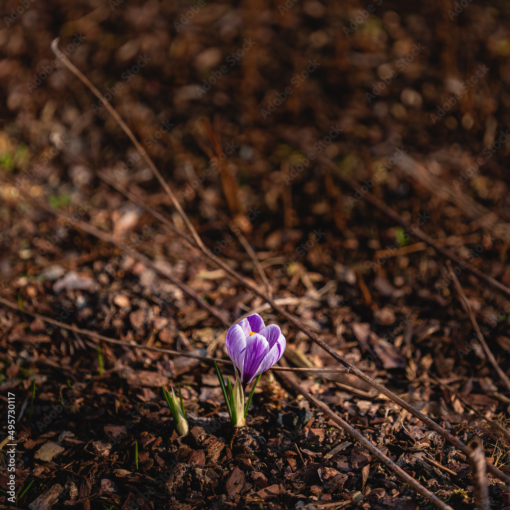 Krokus
