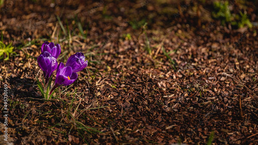 Krokus