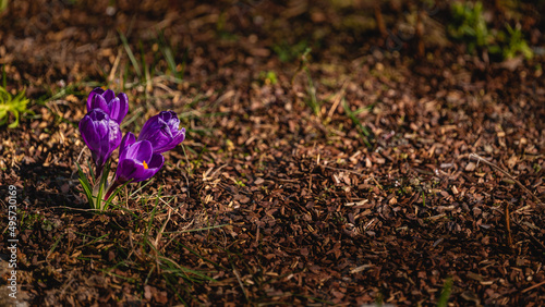 Krokus