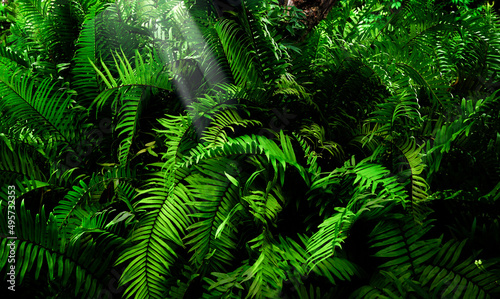 close-up nature view of green leaves dark nature concept  shining light  tropical leaves.                     
