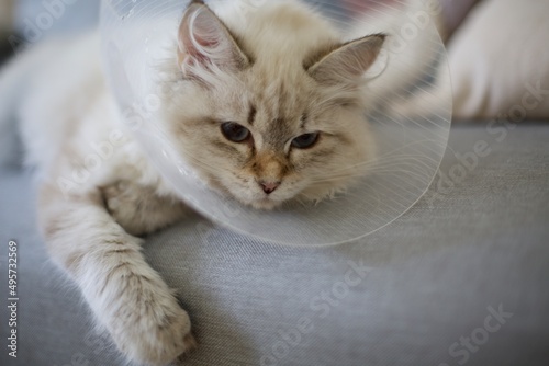 Wallpaper Mural Siberian kitten resting after spay surgery wearing cone collar Torontodigital.ca