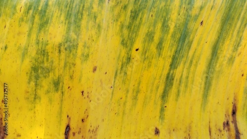 old wood texture Banana leaf background is withering, turning yellow.