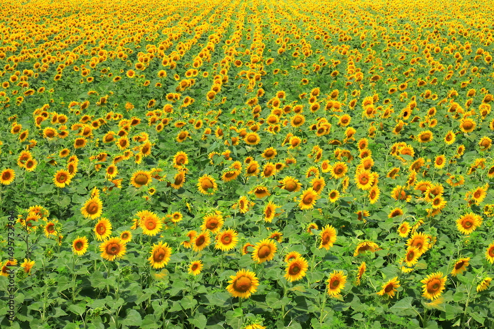Beautiful yellow sunflowers bloomed in field on summer day. Sunflower background, agriculture, honey plant, oil production. Food shortage in world