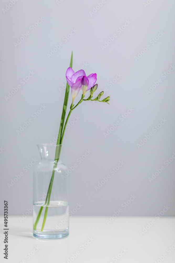 a sprig of freesia flower stands in a glass bottle on a gray background