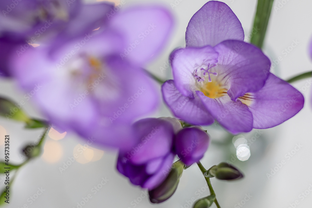 Obraz premium purple freesia flowers close-up, selective focus