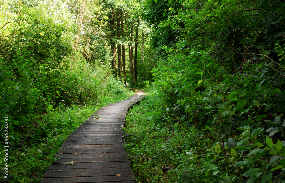 Obraz premium road in the woods path