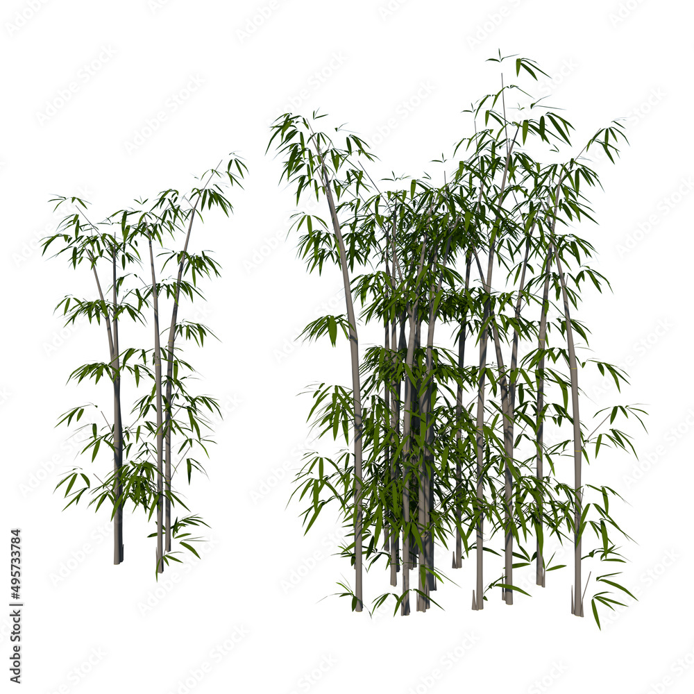 Obraz premium Front view of Plant ( Bamboo 2 ) Tree white background 3D Rendering Ilustracion 3D 