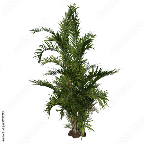 Front view of Tree ( Adolescent Butterfly Palm Areca tree 3 ) Plant white background 3D Rendering Ilustracion 3D © Emmanuel Vidal