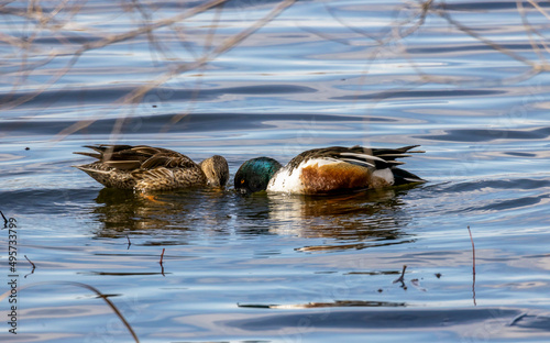 A pair of mallards on the water - a male and female wild ducks in Barr Lake State Park, Brighton, Colorado