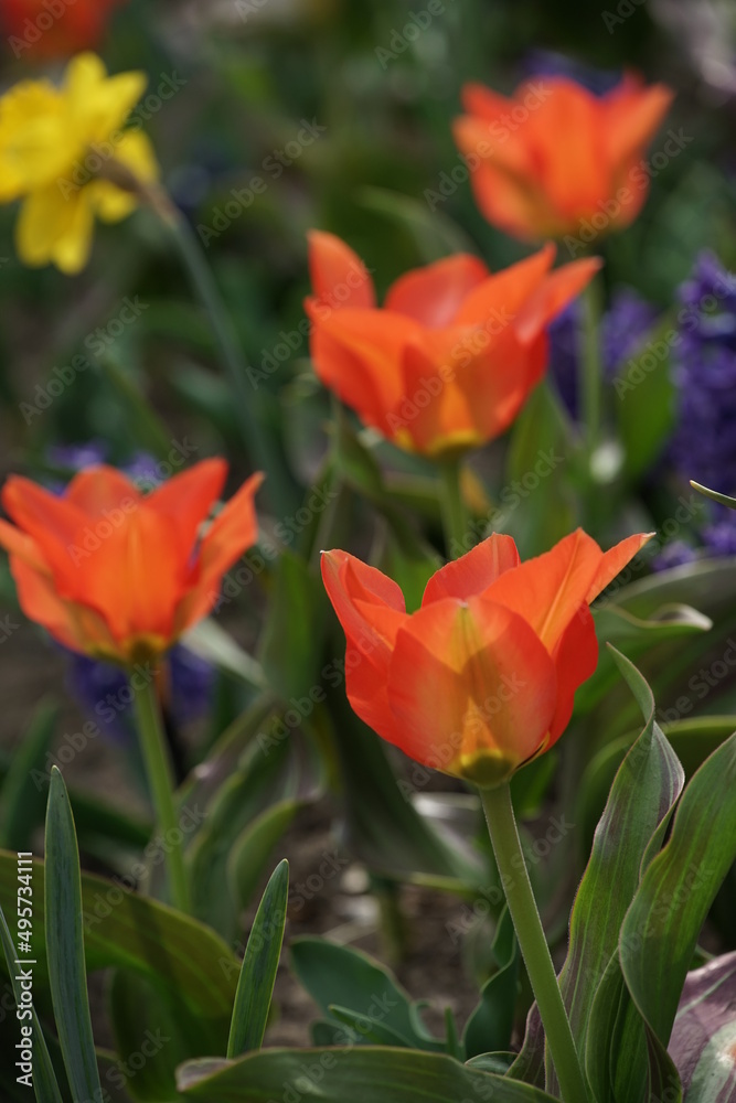 Tulpen und Hyazinthen in einem Garten oder Park zur Frühlingszeit Tulpen und Hyazinthen in einem Garten oder Park zur Frühlingszeit