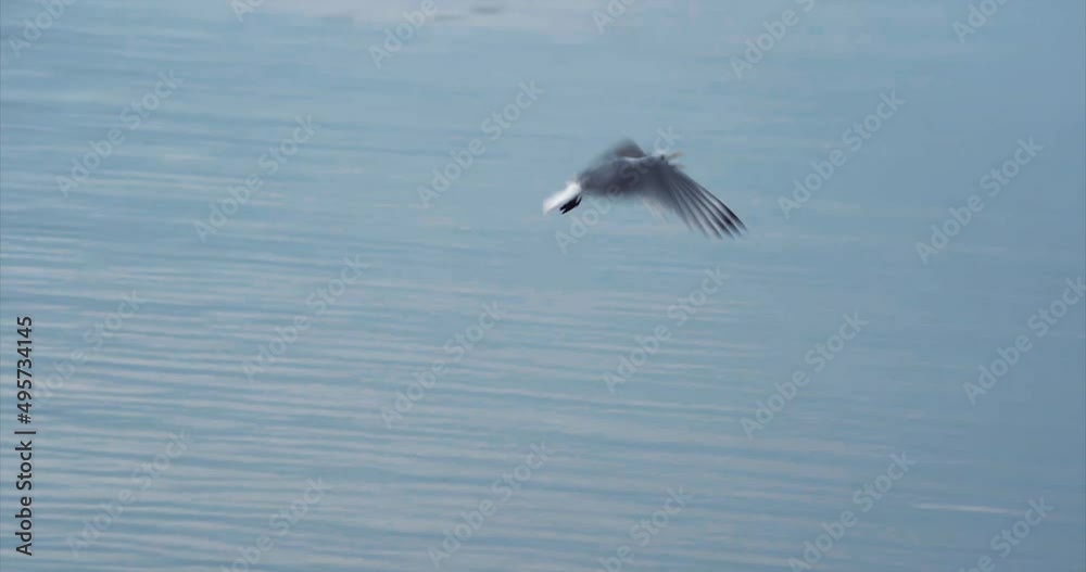 seagull flying over sea, slow motion seagull flying over sea, slow motion