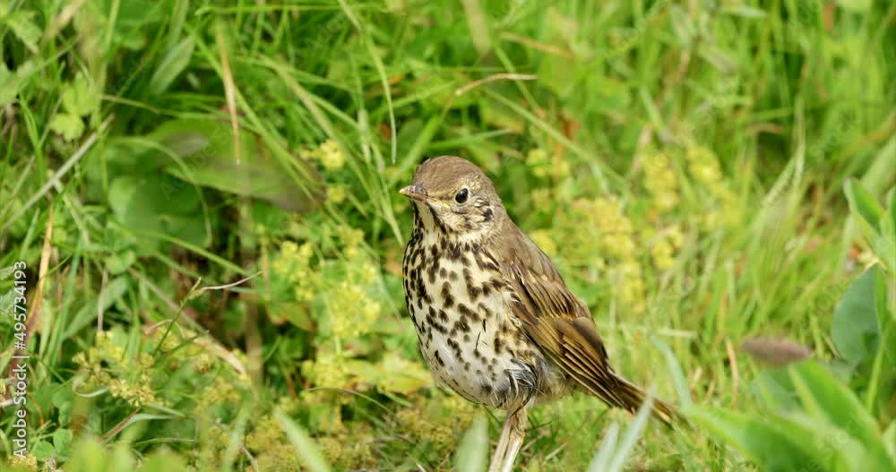 Young singing bird sitting motionless in meadow