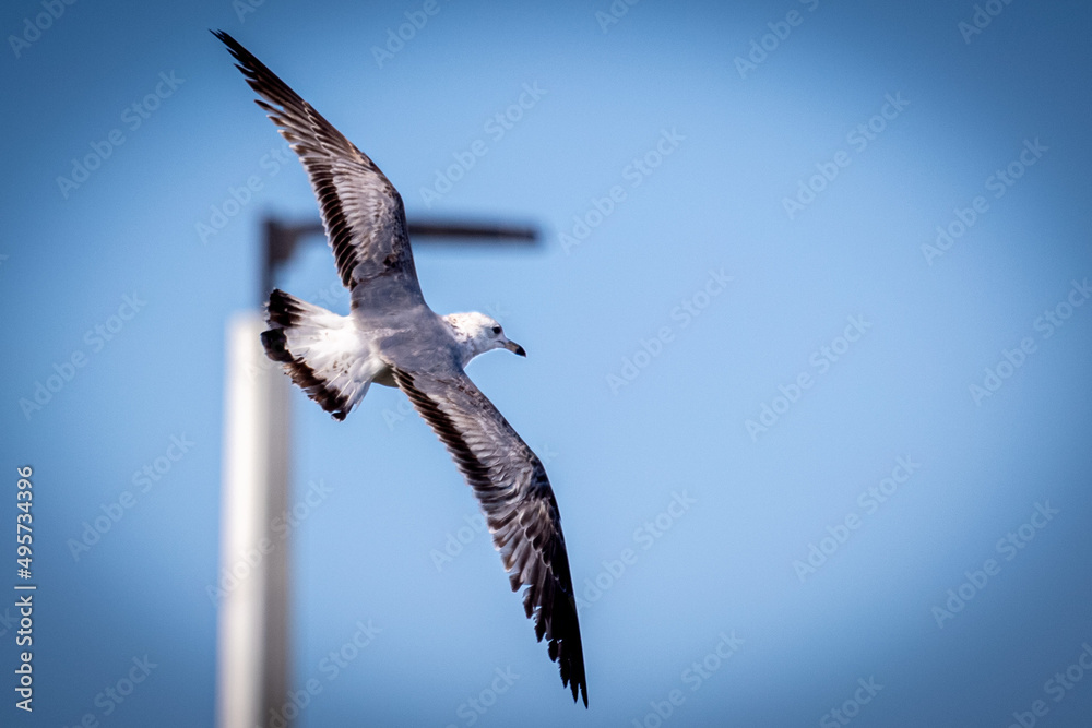 Fototapeta premium Lesser Black-backed Gull in flight.