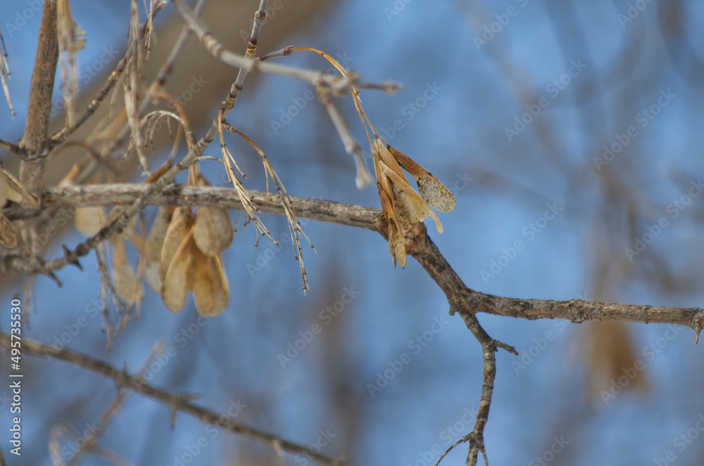 Old Tree Seeds still hanging onto Branches Old Tree Seeds still hanging onto Branches