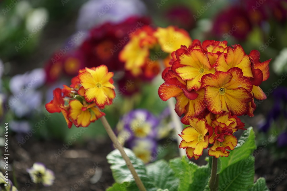 Rote und orange bis gelbe Primeln in einem Blumenbeet zur Frühlingszeit, Primula Rote und orange bis gelbe Primeln in einem Blumenbeet zur Frühlingszeit, Primula
