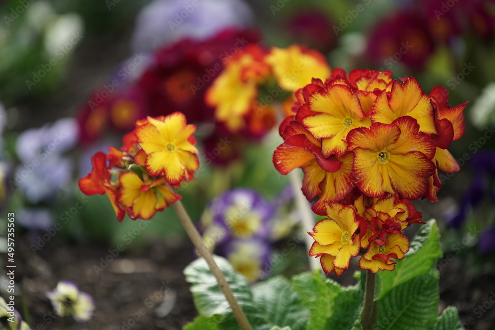 Rote und orange bis gelbe Primeln in einem Blumenbeet zur Frühlingszeit, Primula