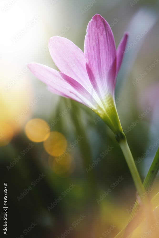 Blossom of pink Zephyranthes Lily, Rain Lily, Fairy Lily.Macro photography of spring flower.