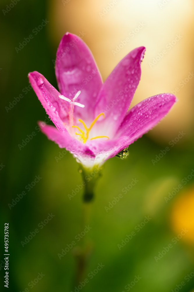 Blossom of pink Zephyranthes Lily, Rain Lily, Fairy Lily.Macro photography of spring flower. Blossom of pink Zephyranthes Lily, Rain Lily, Fairy Lily.Macro photography of spring flower.