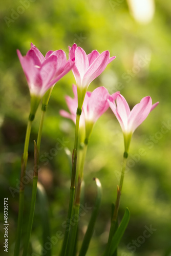 Blossom of pink Zephyranthes Lily, Rain Lily, Fairy Lily.Macro photography of spring flower.