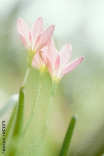 Blossom of pink Zephyranthes Lily  Rain Lily  Fairy Lily.Macro photography of spring flower.