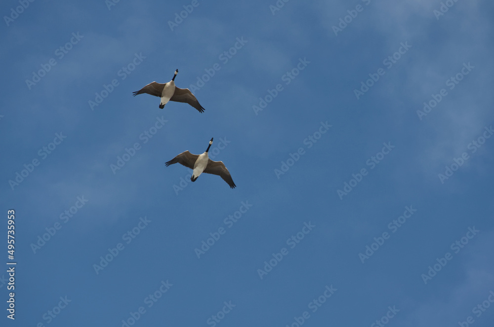 A Flock of Canadian Geese in the Sky A Flock of Canadian Geese in the Sky