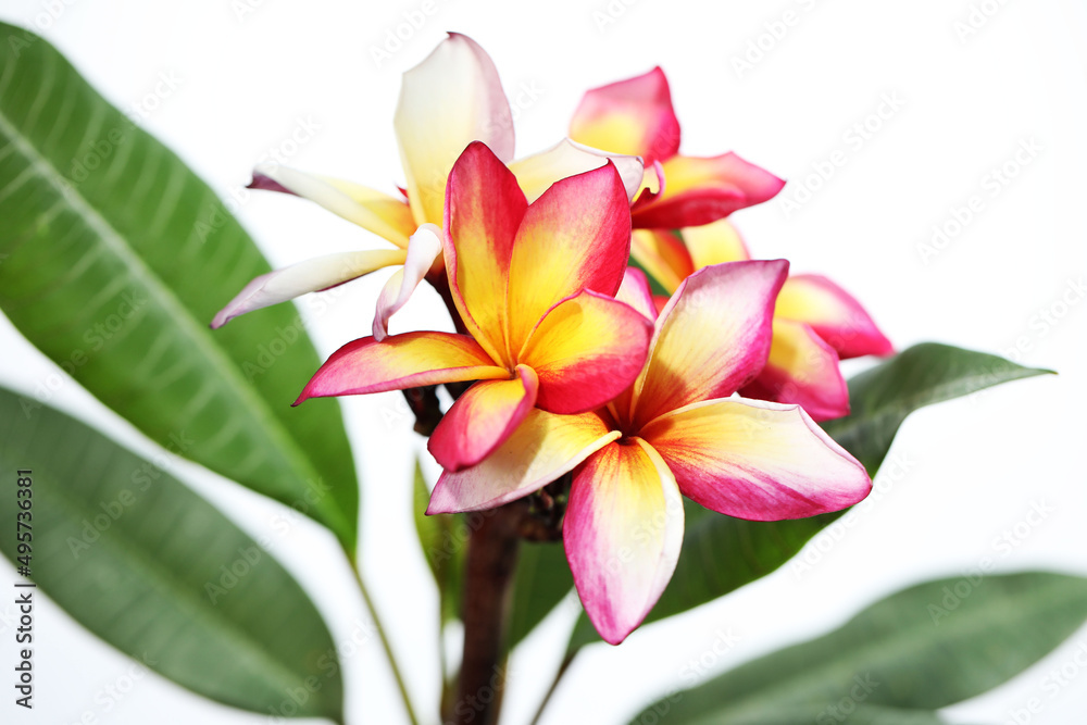Fototapeta premium Plumeria flower or Frangipani tree in full bloom on white background