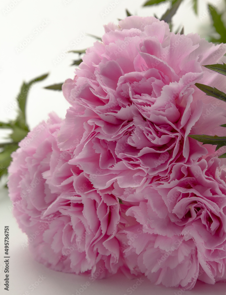 pink carnation flower on white background copy space, greeting card, postcard, banner, cover, mockup, for your design vertical pink carnation flower on white background copy space, greeting card, postcard, banner, cover, mockup, for your design vertical