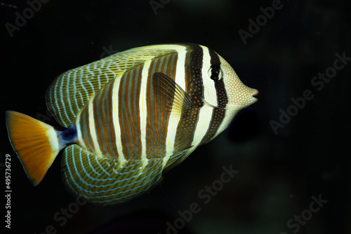 Sailfin surgeon fish (Zebrasoma veliferum) in marine aquarium