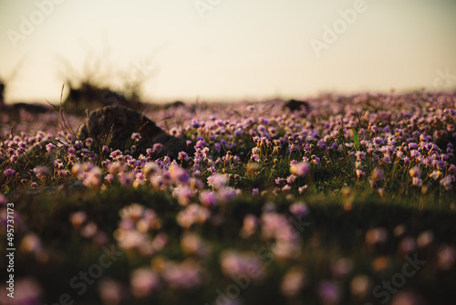 Armeria maritima 