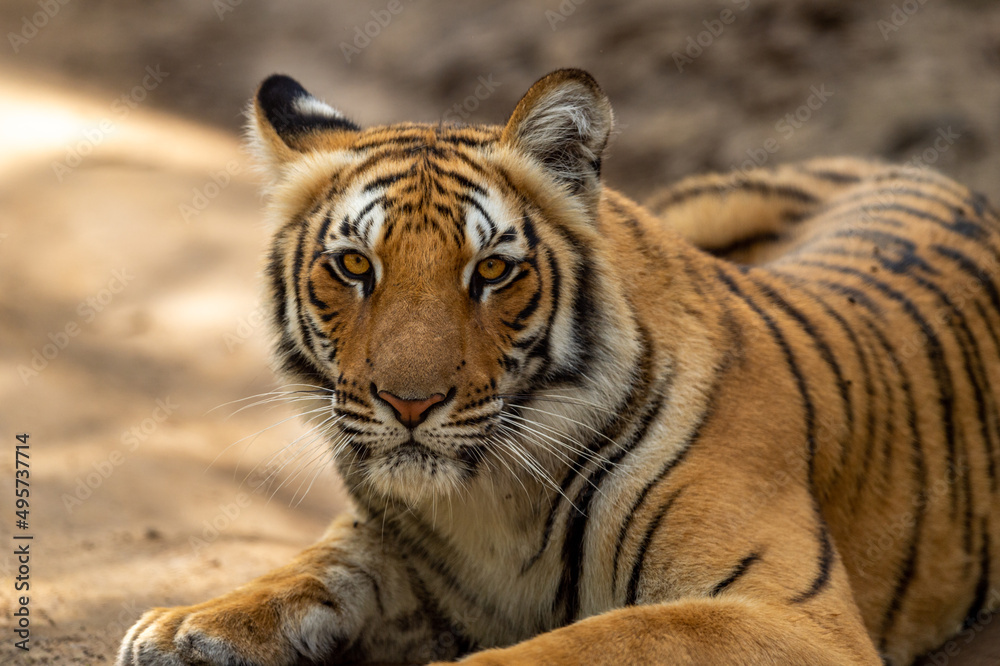 Fototapeta premium wild bengal tiger extreme close up fine art portrait with eye contact at jim corbett national park or tiger reserve uttarakhand india - panthera tigris tigris