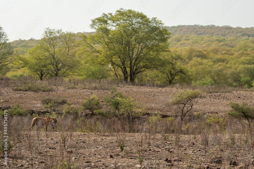 wild bengal tiger stroll territory in natural scenic landscape background with trees hills in pre-monsoon season at ranthambore national park tiger reserve rajasthan india - panthera tigris tigris