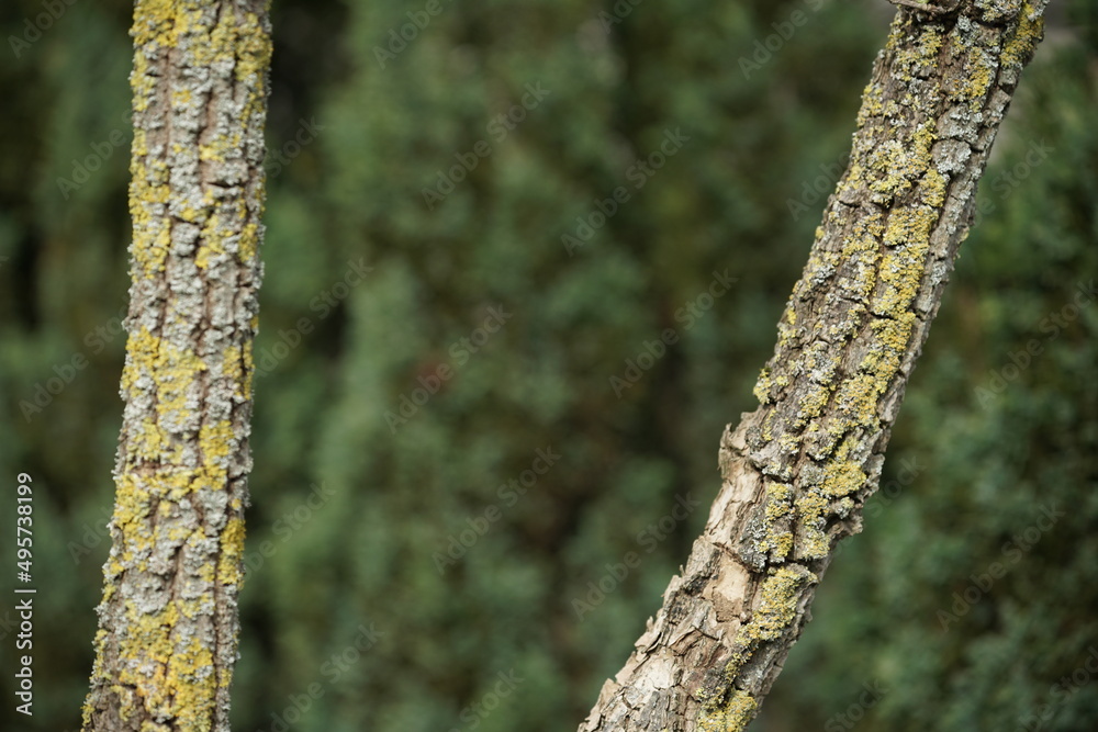 Details, Abschnitte aus einem Garten mit einer Hecke und den Ästen eines Strauchs Details, Abschnitte aus einem Garten mit einer Hecke und den Ästen eines Strauchs