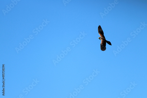 Obraz na płótnie Falcon flying through the air, wings spread