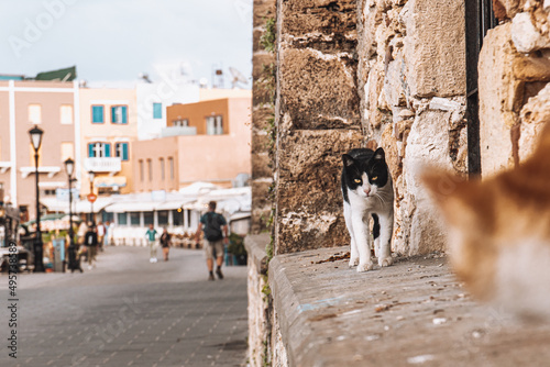 Fototapeta Naklejka Na Ścianę i Meble -  Cats in the streets of Chania, Crete