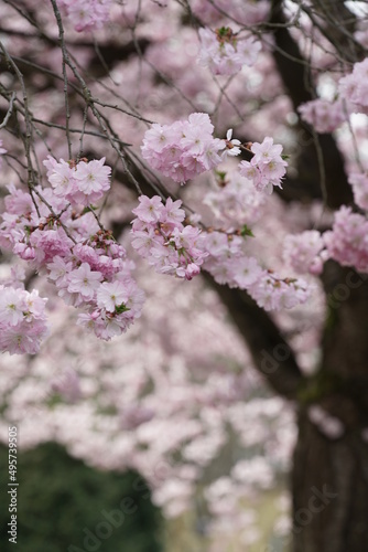   kirschbl  te  sakura  aufbl  hen  cherry  baum  fr  hling  blume  pink  natur  ast  bl  hen  japan  pflanze  jahreszeit  