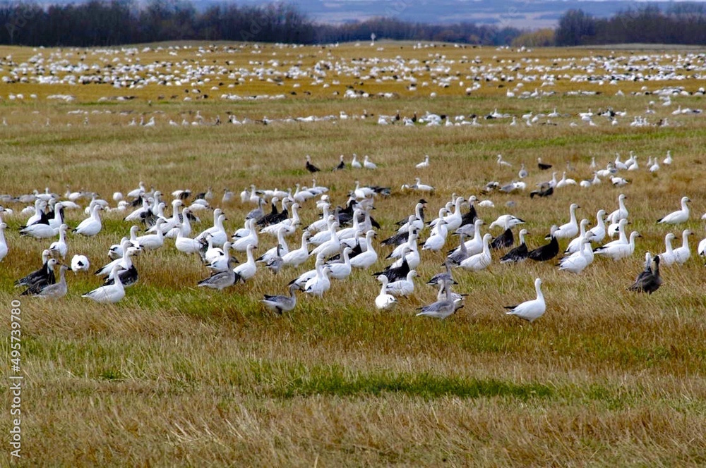 A flock of snow geese in a wheat field. A flock of snow geese in a wheat field.