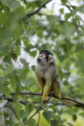Canvas Print Vertical shot of a monkey on a branch of a tree in a forest