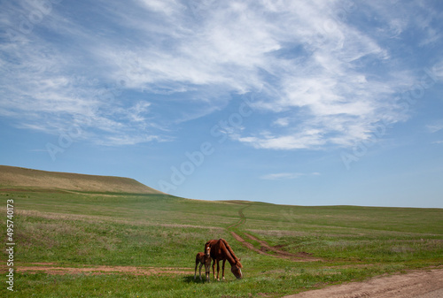 Scenic view of a brown horse with its foal eating grass in a green field on a sunny day photo