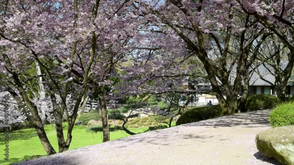view of cherry blossoms in the oriental park of Maulevrier view of cherry blossoms in the oriental park of Maulevrier