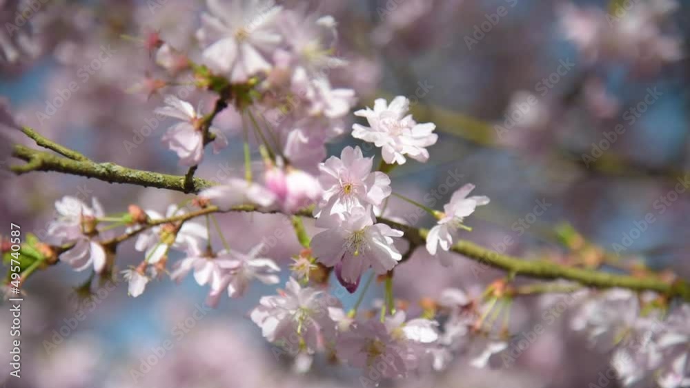 view of cherry blossoms in the oriental park of Maulevrier view of cherry blossoms in the oriental park of Maulevrier