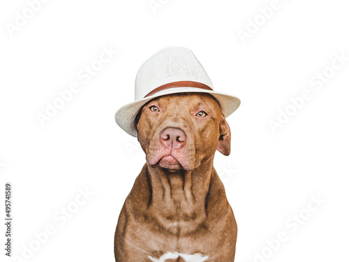 Lovable, pretty brown puppy, red sunglasses and sunhat. Travel preparation and planning. Close-up, indoors. Studio photo, isolated background. Concept of recreation, travel and tourism. Pets care