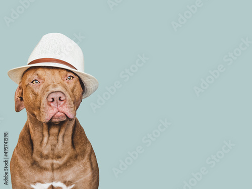 Lovable, pretty brown puppy and sun hat. Travel preparation and planning. Close-up, indoors. Studio photo, isolated background. Concept of recreation, travel and tourism. Pets care