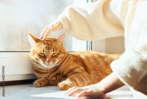 A small child's hand is stroking the head of a contented yellow cat. A little girl is stroking a beautiful sleeping red cat. Orange cat is lying on the window.The concept of pet care.Children and pets