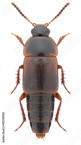 Tachinus humeralis beetle specimen photo