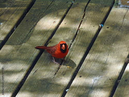 cardinal on wood deck