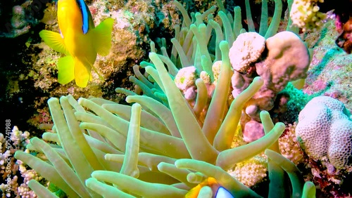 Clown fish, anemonefish (Amphiprion ocellaris) swim among the tentacles of anemones, symbiosis of fish and anemones, Red Sea photo