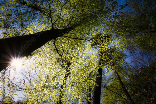 Low angle shot of aa dense folage of a treetops on a blue sky background under sunlight photo