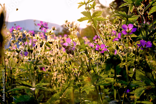 Closeup shot of wood crane's-bill flowers photo